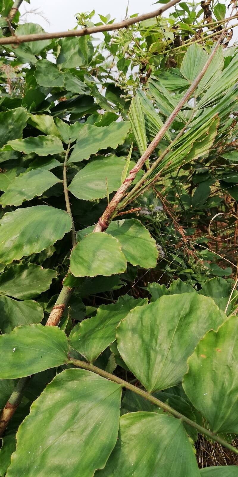 Eremospatha hookeri — related species from the same genus