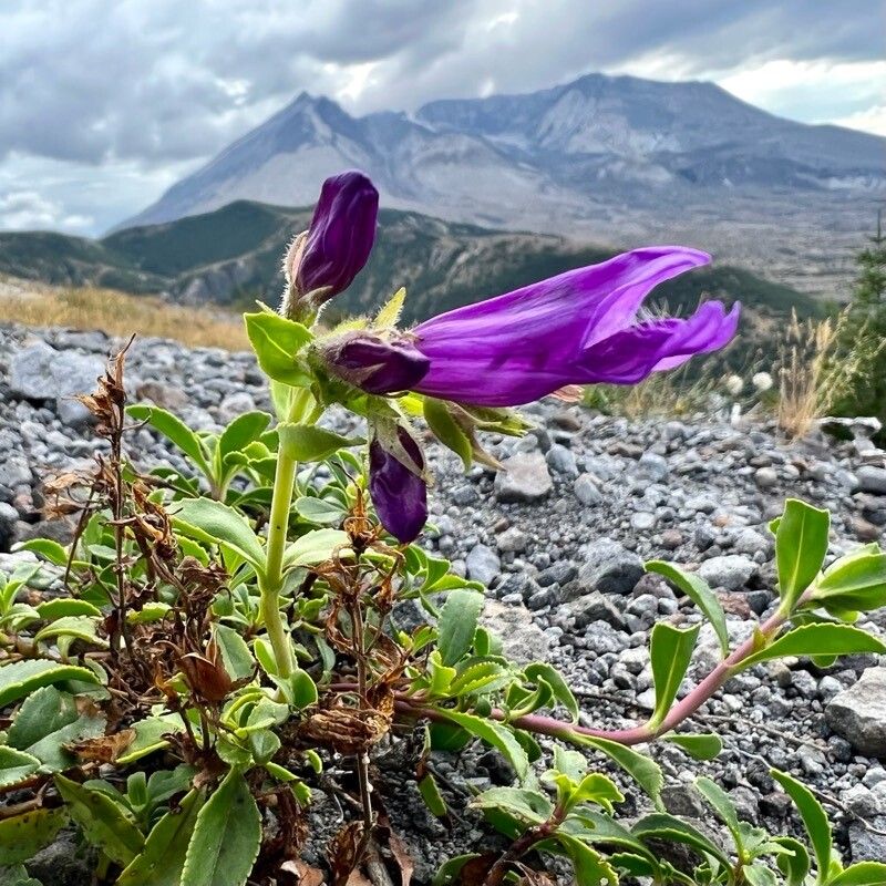 Penstemon davidsonii flower