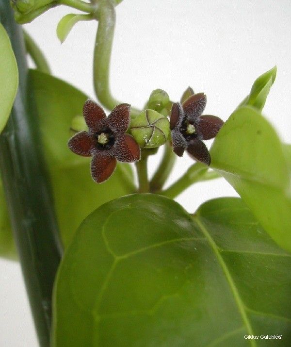 Marsdenia nigriflora fruit