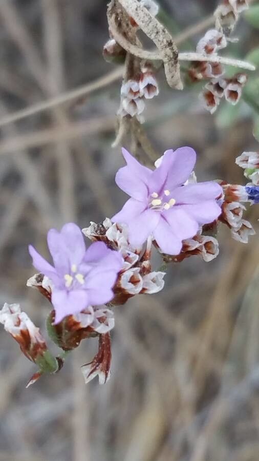 Limonium virgatum flower