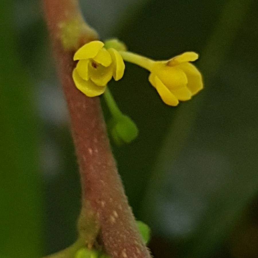 Phyllanthus billardierei flower