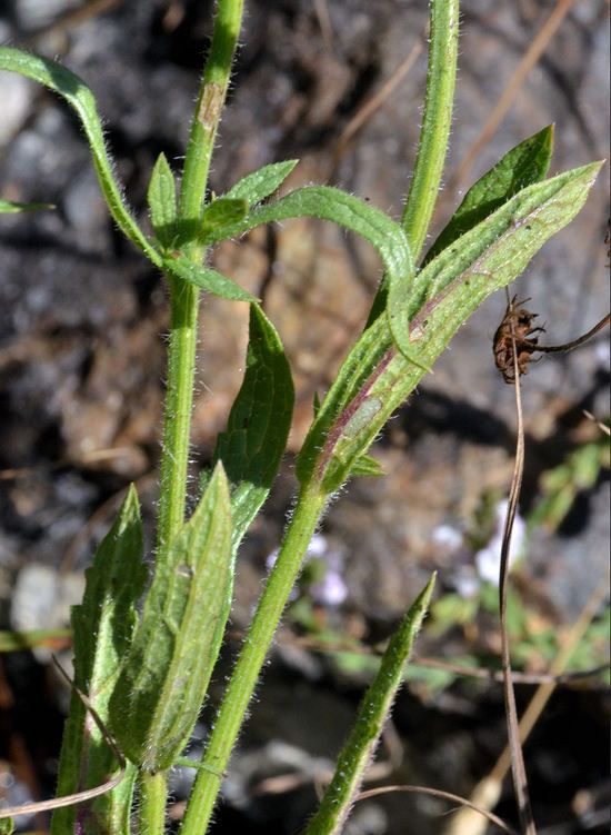 Verbena californica bark