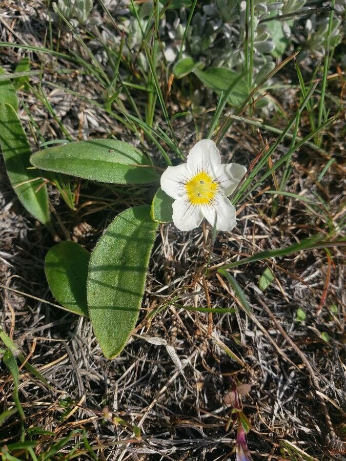 Hesperochiron pumilus — related species from the same genus