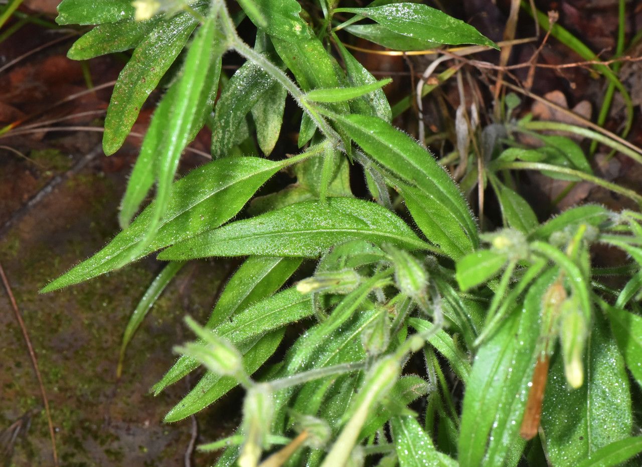 Nicotiana acuminata habit