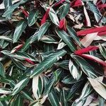 Ctenanthe oppenheimiana