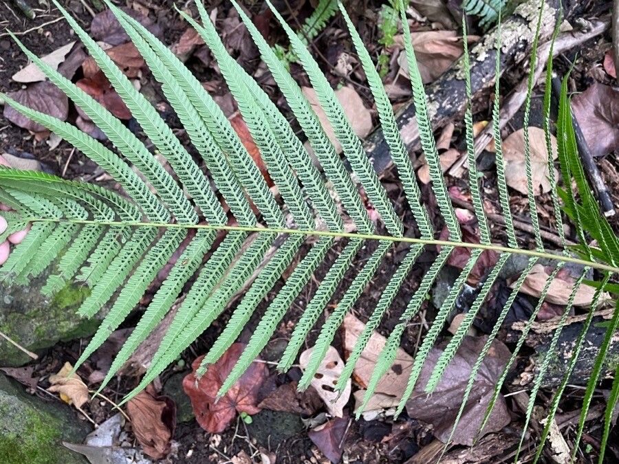 Sphaerostephanos invisus leaf