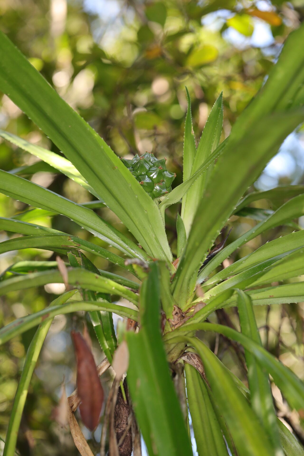 Pandanus pervilleanus leaf