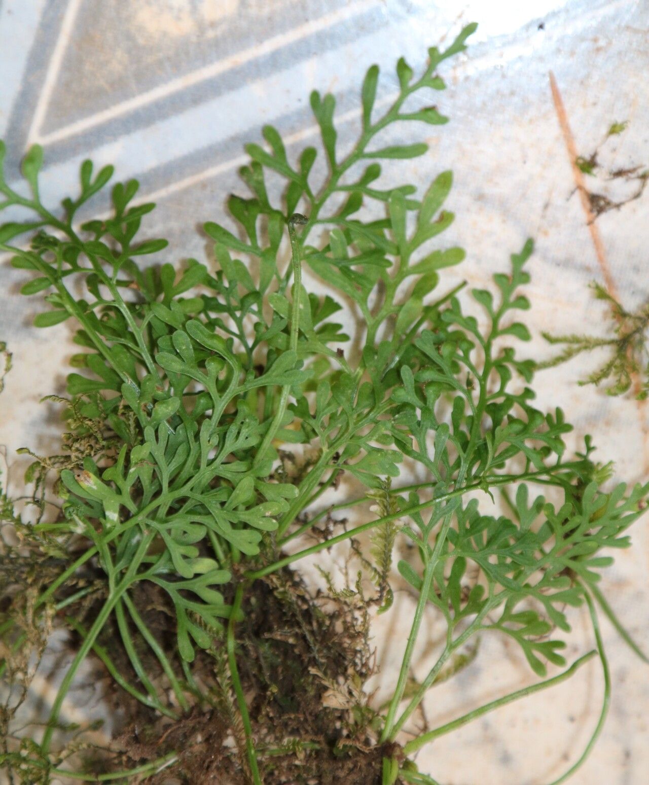 Asplenium mannii leaf