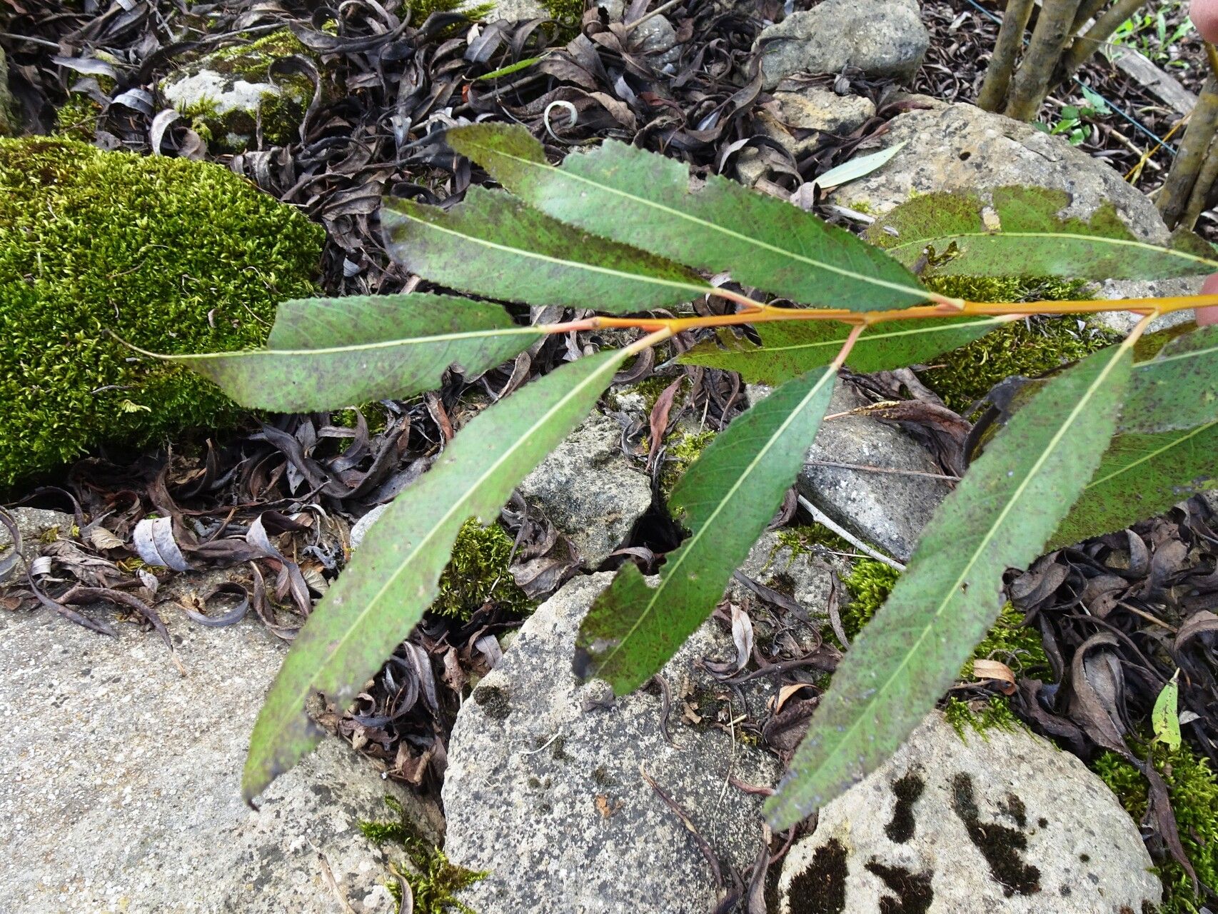 Salix daphnoides leaf