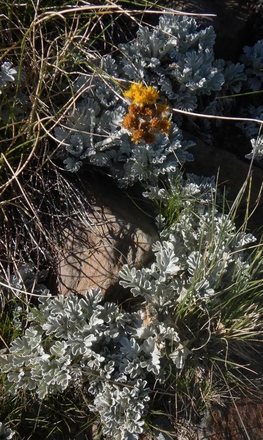 Jacobaea leucophylla leaf