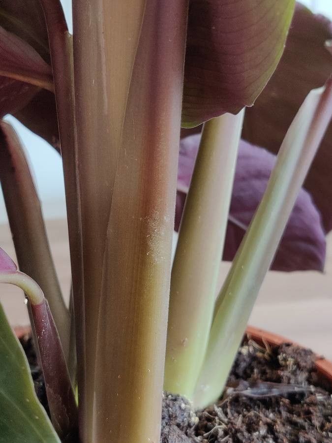 Calathea warscewiczii bark