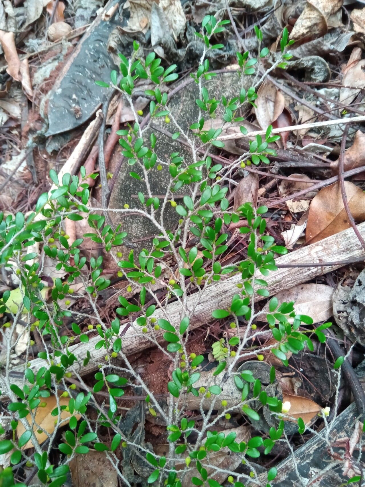 Diospyros olacinoides habit
