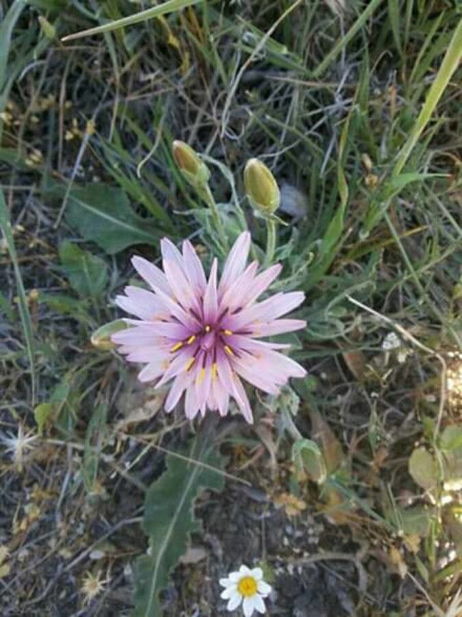 Scorzonera papposa — search result for 'Scorzonera'