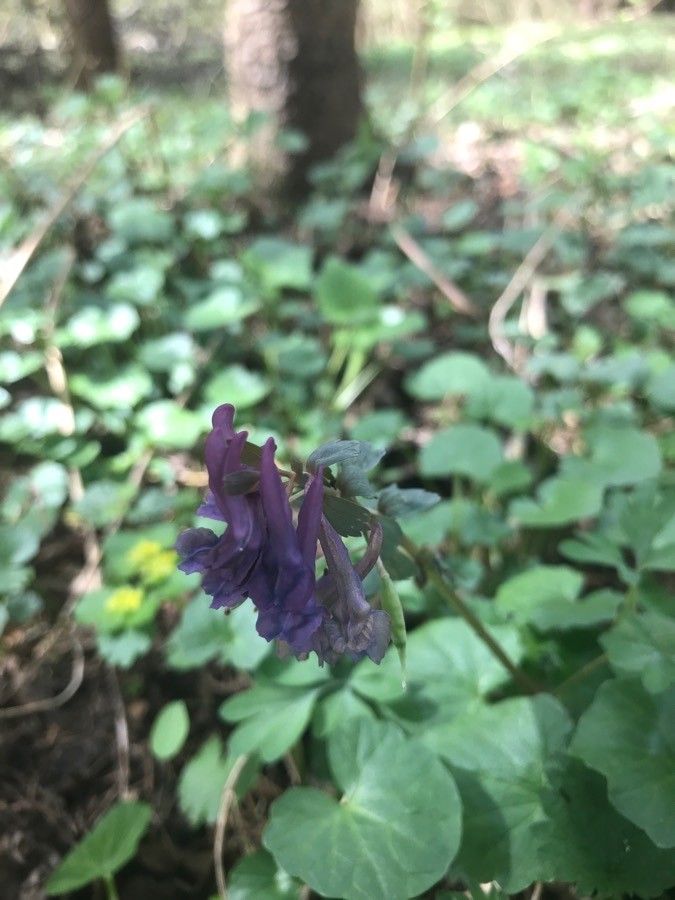 Corydalis × hausmannii flower