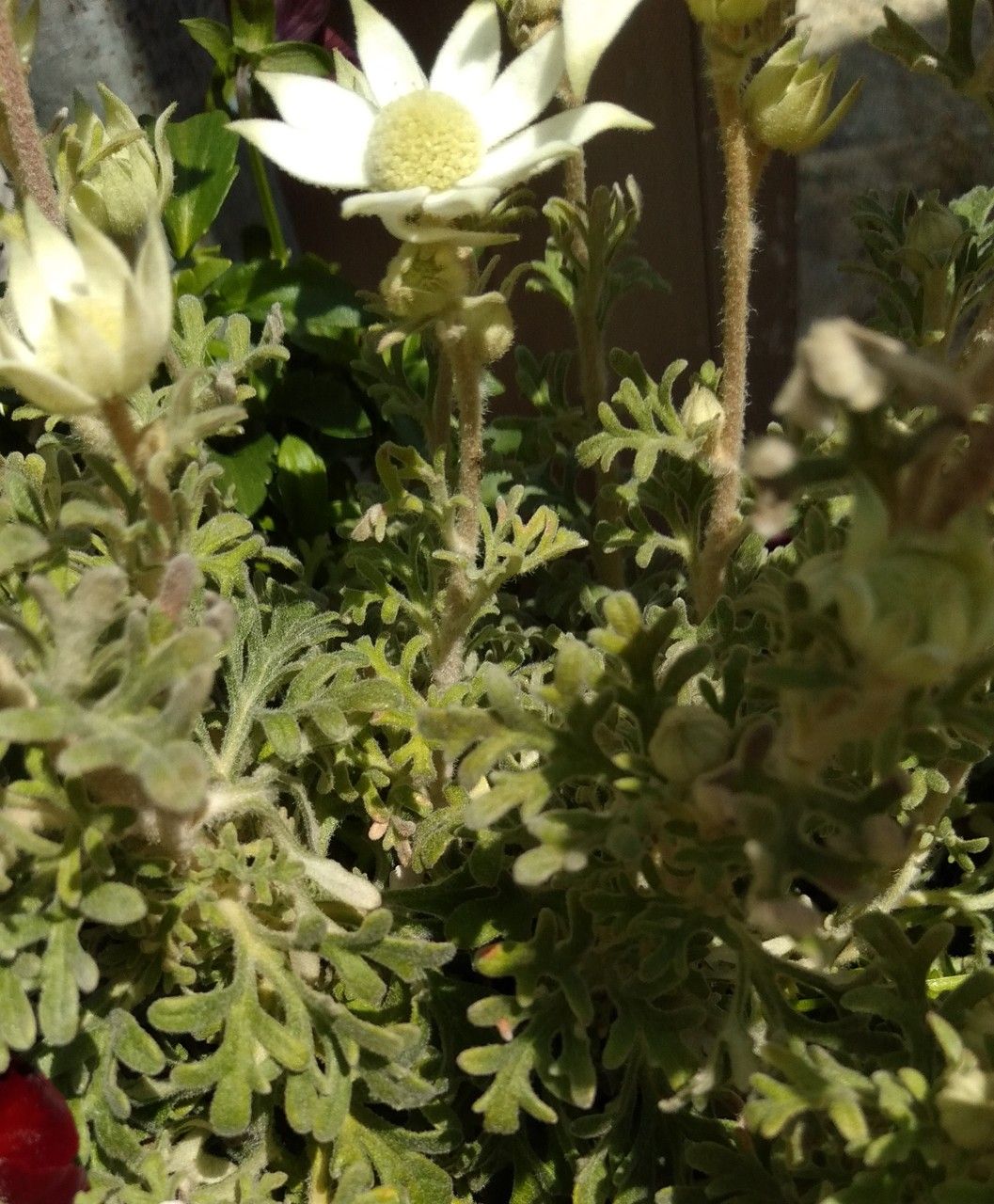 Actinotus helianthi — houseplant care guide