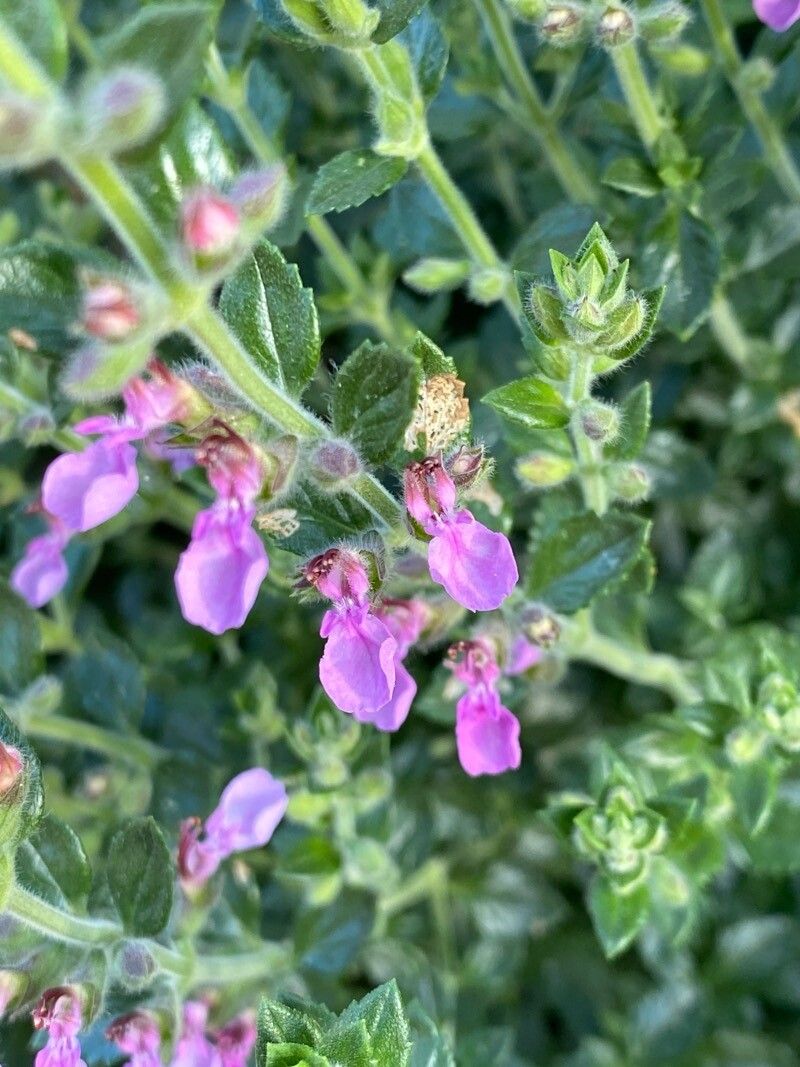 Teucrium × lucidrys flower