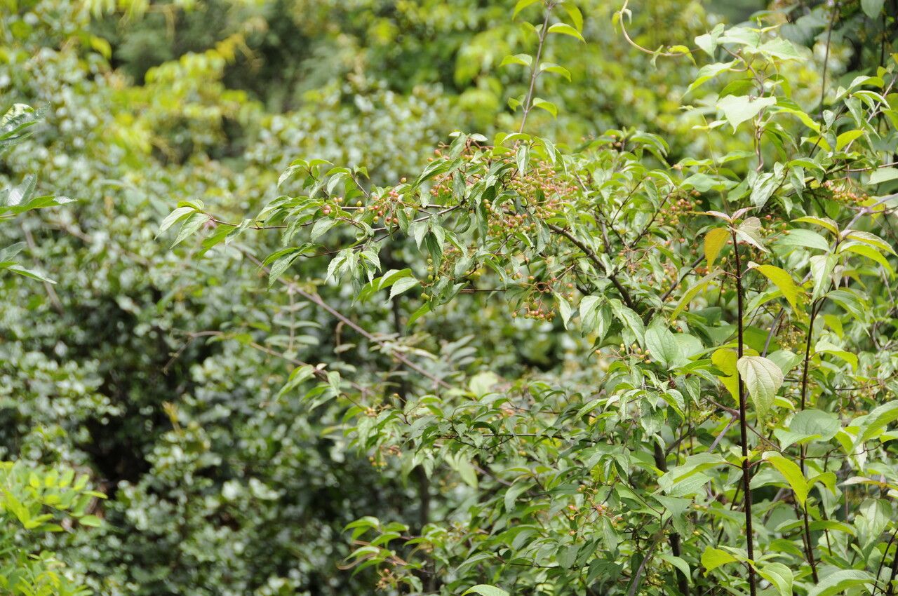 Viburnum mullaha habit