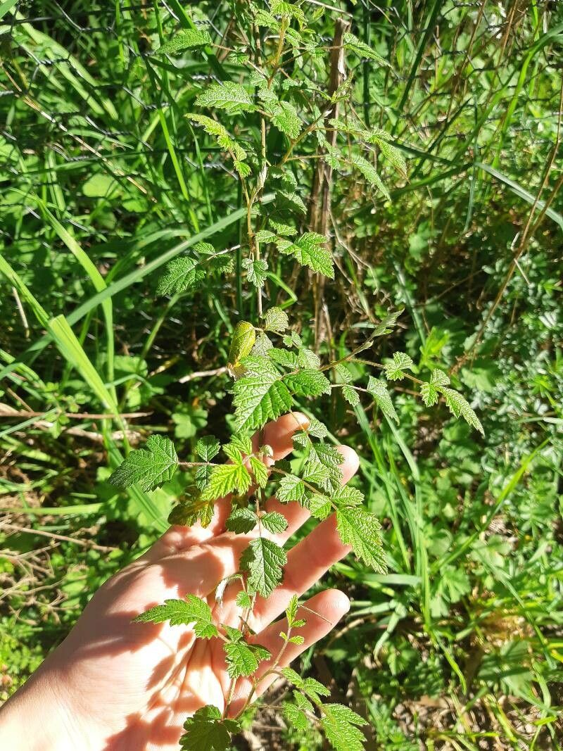 Rubus parvifolius — search result for 'Vietnam'