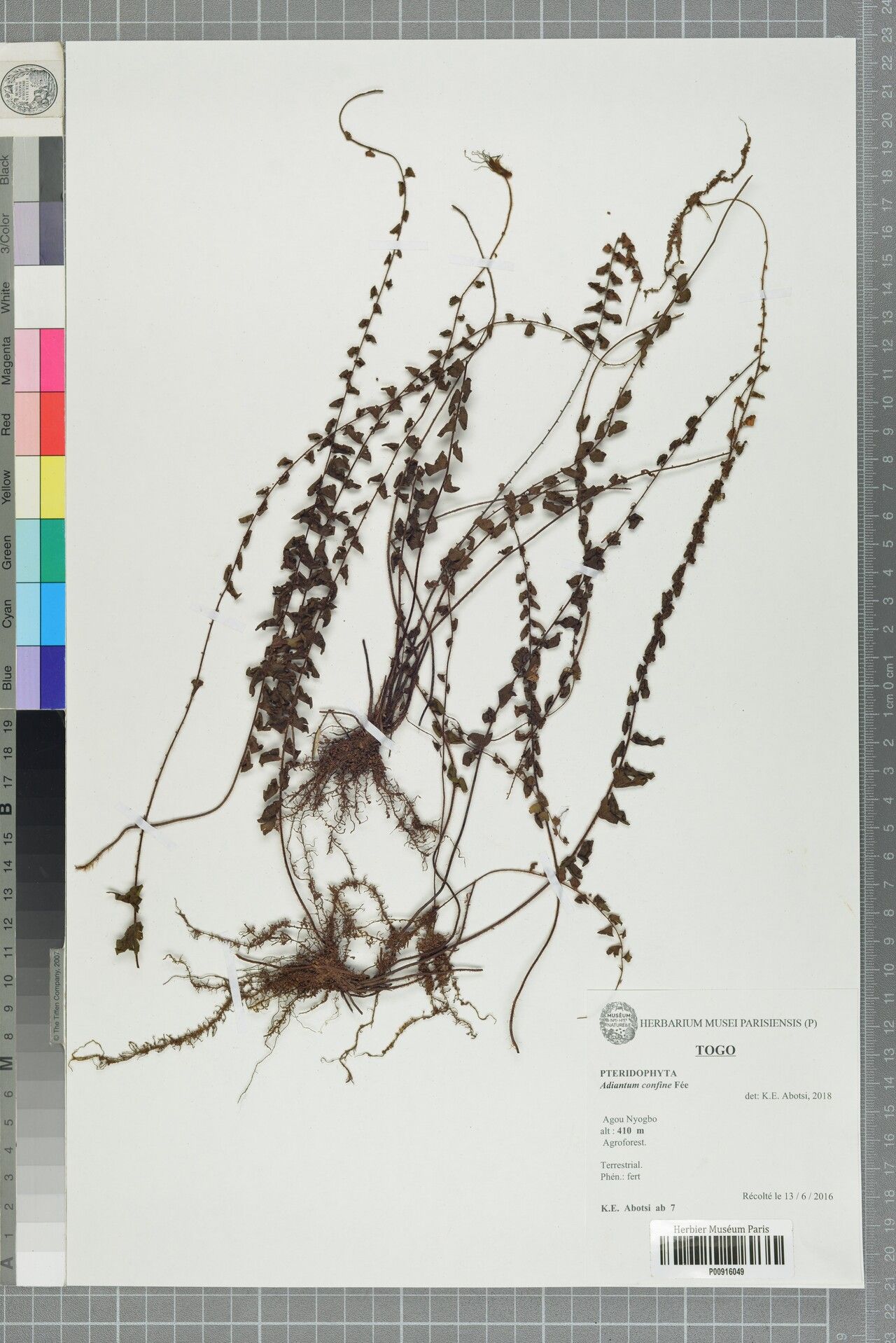 Adiantum confine — houseplant care guide
