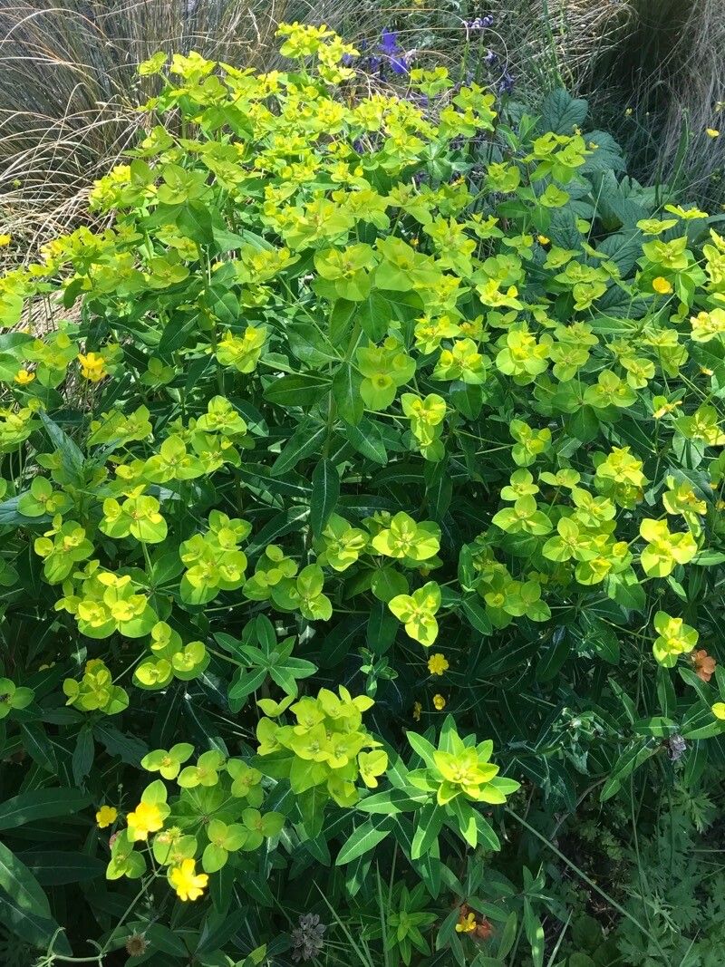 Euphorbia luteoviridis — houseplant care guide