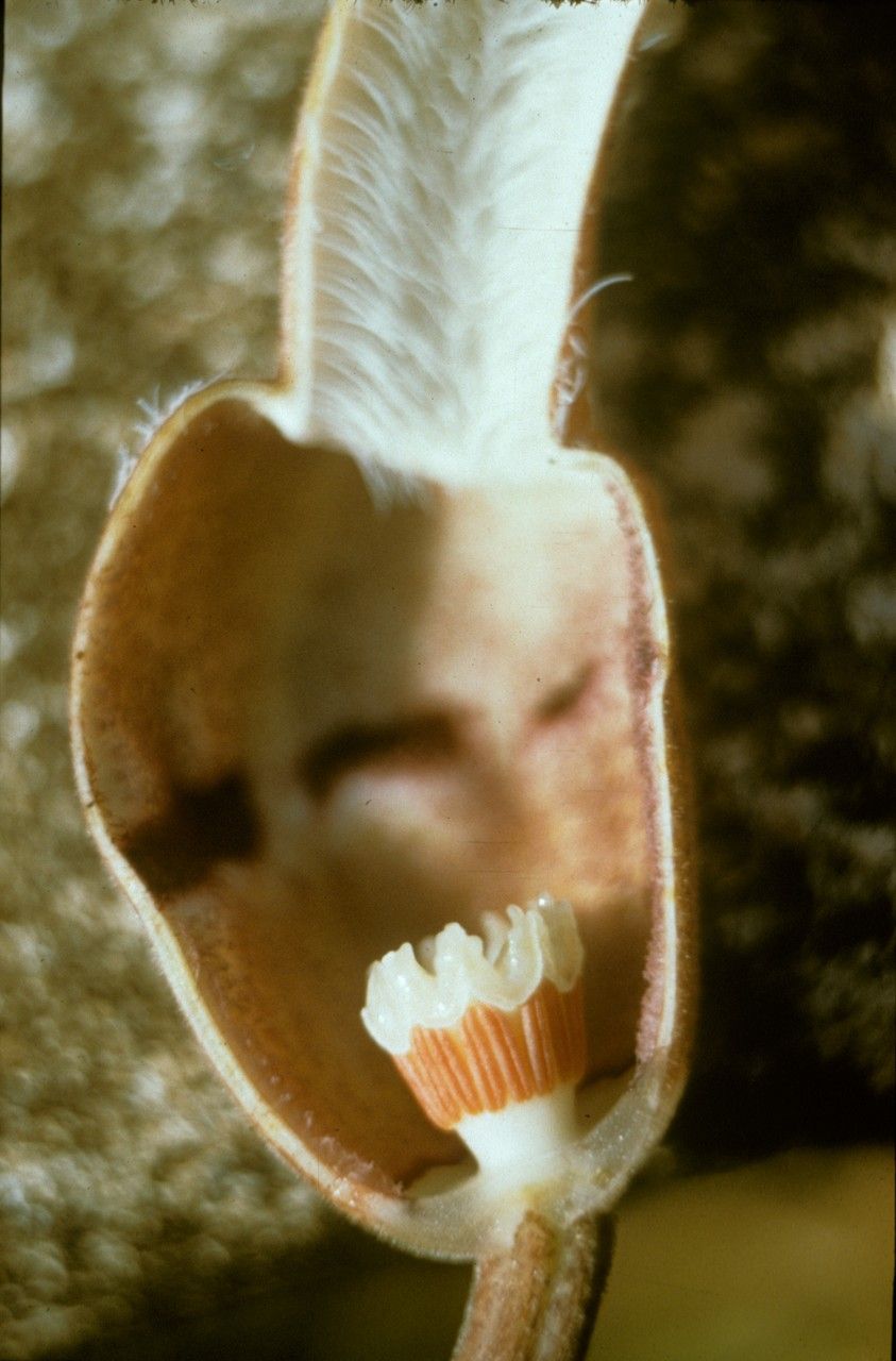 Aristolochia mannii — search result for 'Aristolochia'