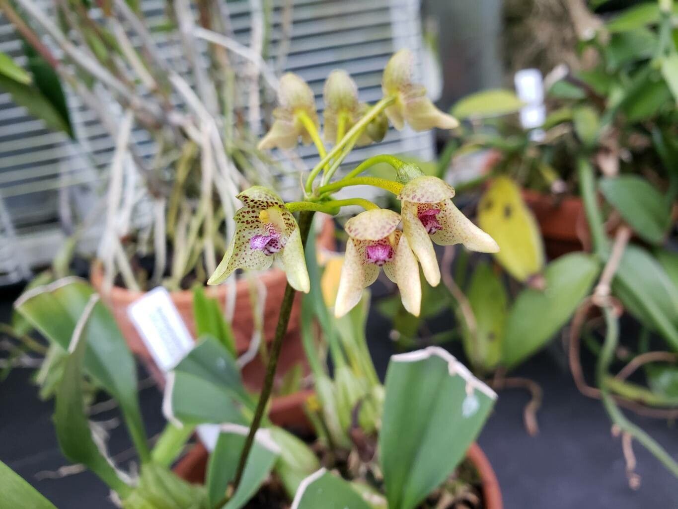 Bulbophyllum guttulatum flower