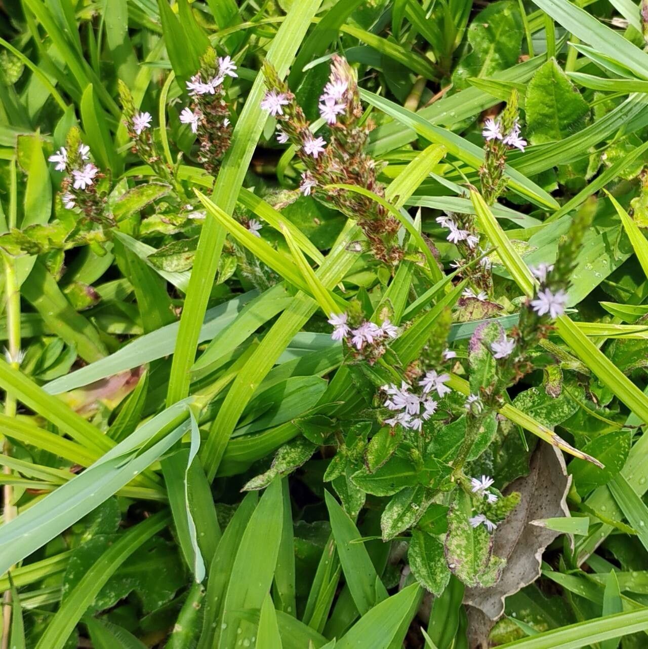 Pseudelephantopus spiralis flower