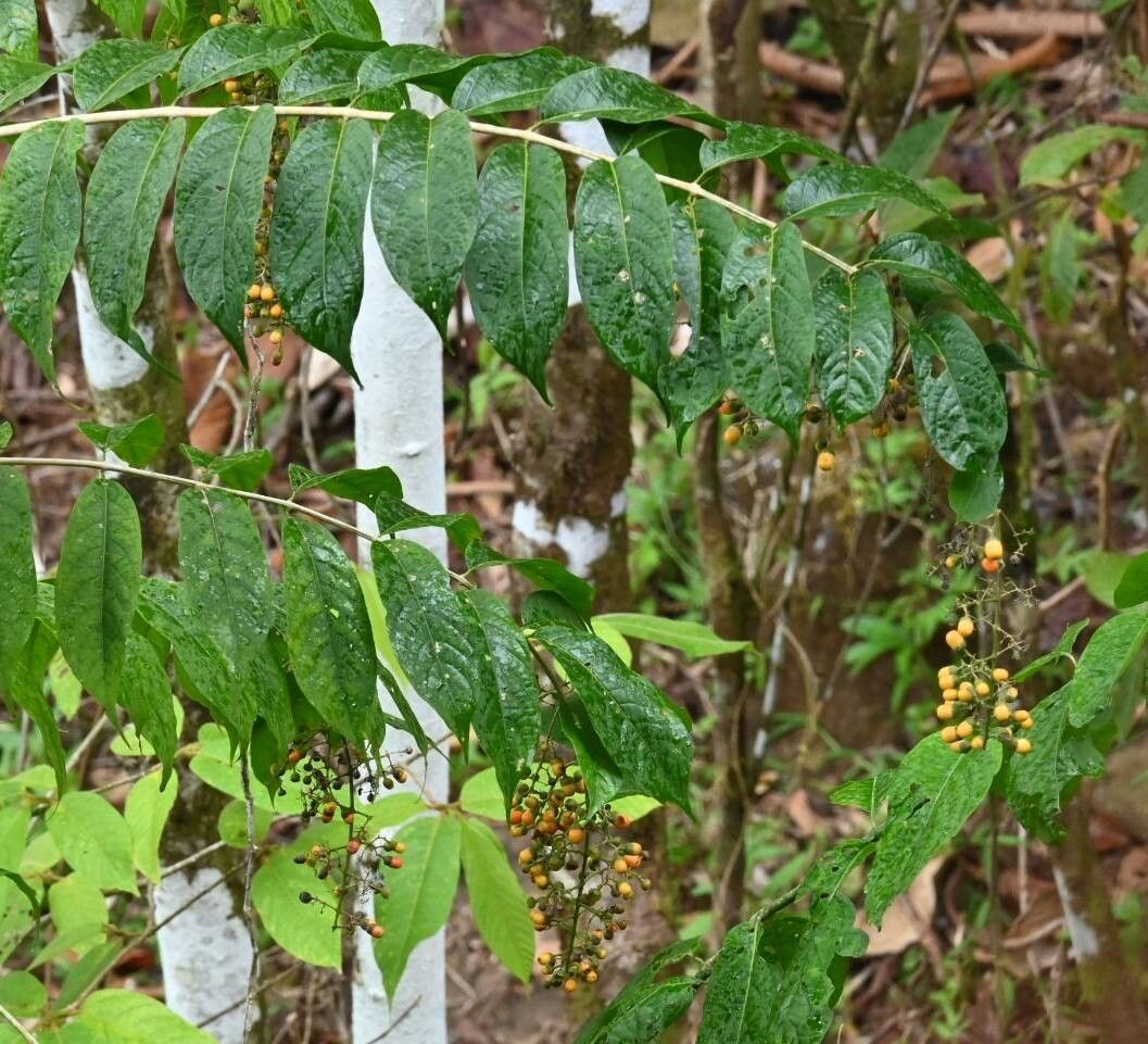 Aegiphila panamensis fruit