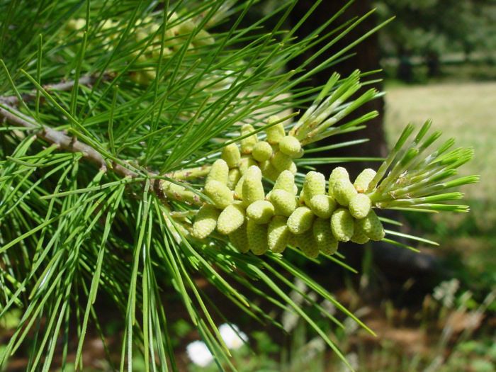 Pinus lambertiana flower