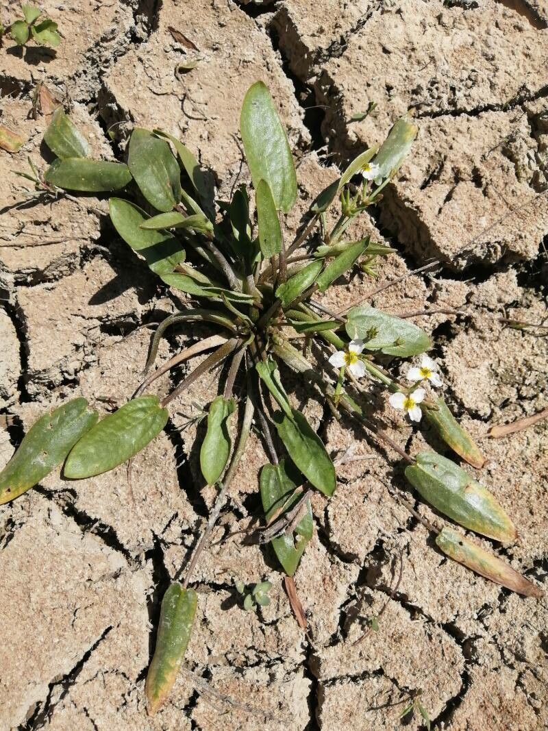 Damasonium alisma leaf