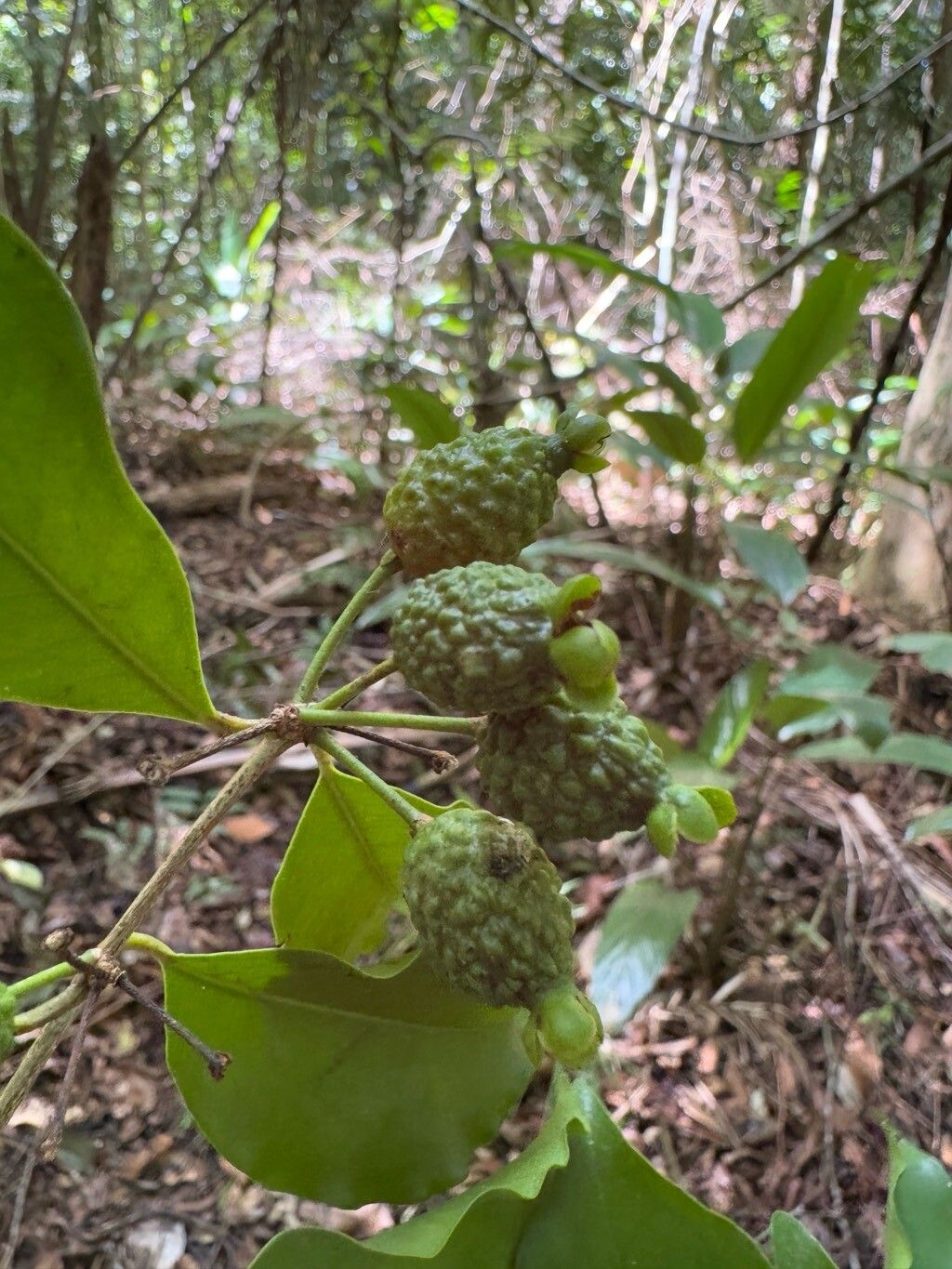 Eugenia adenantha fruit