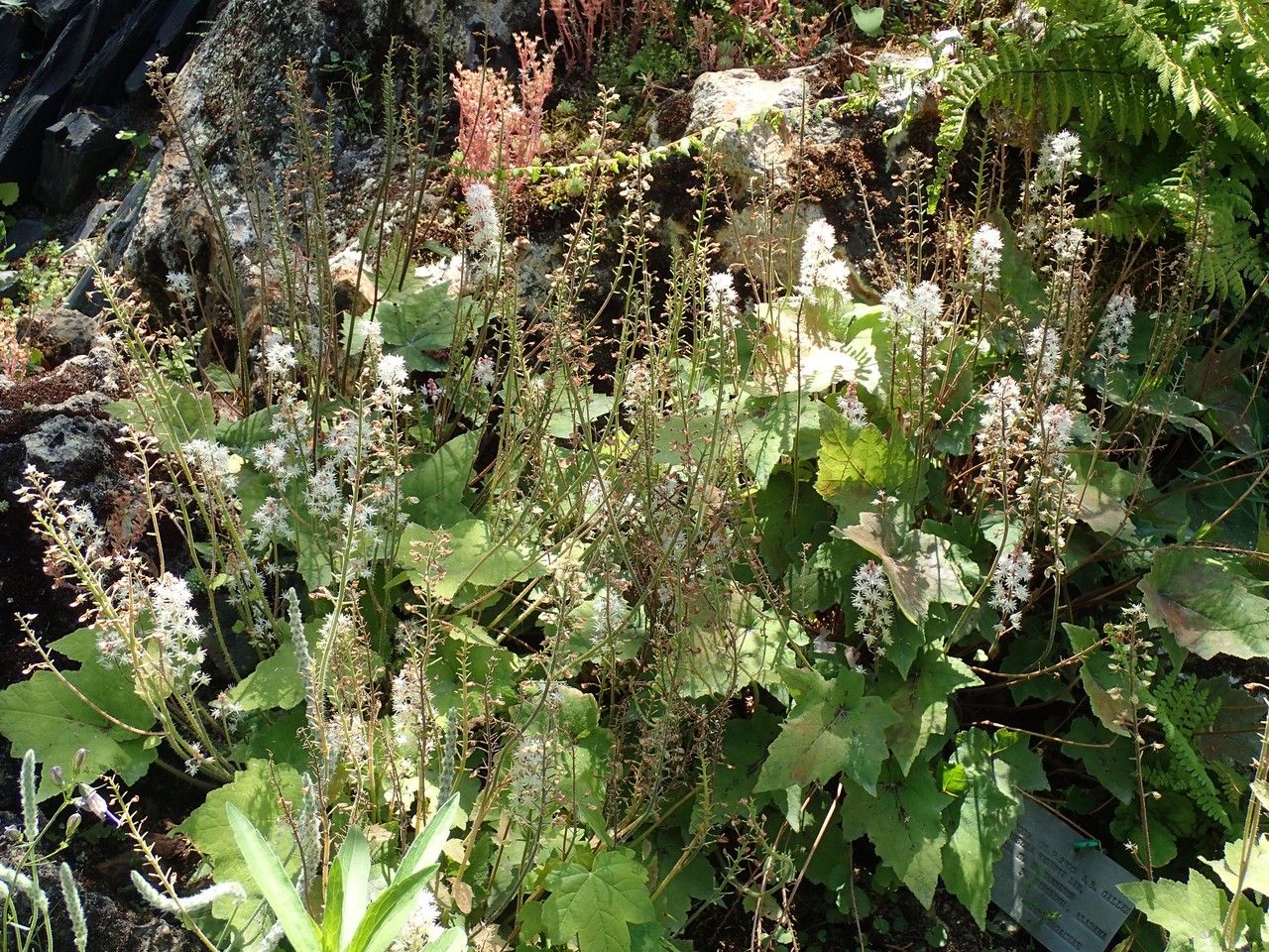 Tiarella wherryi habit