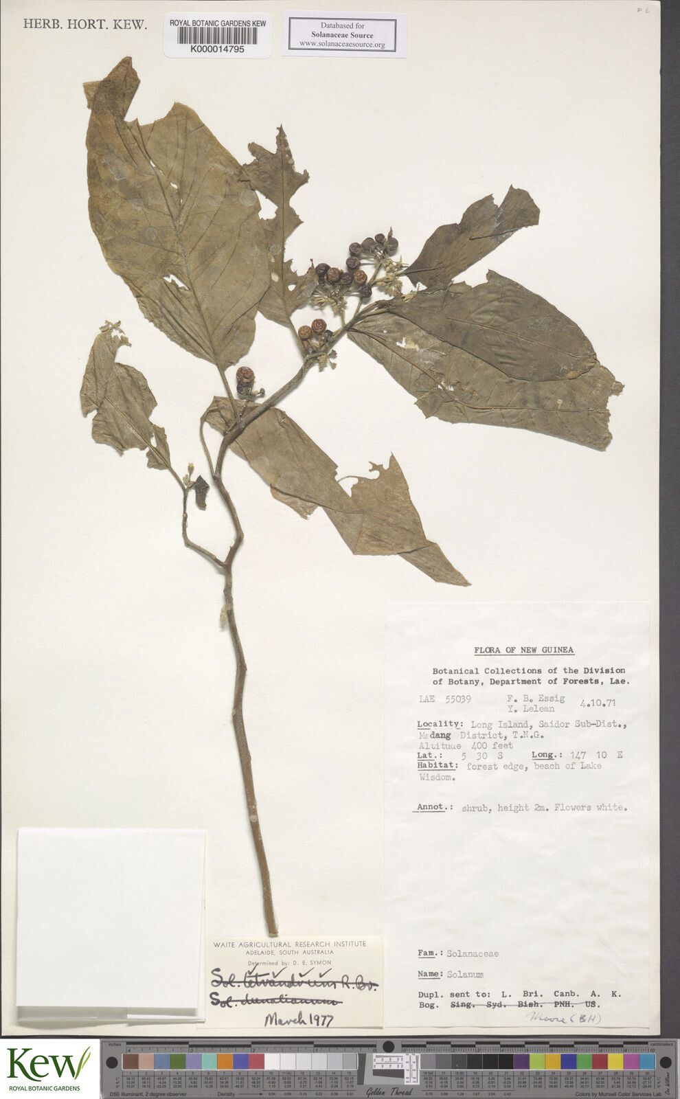 Solanum peekelii — houseplant care guide