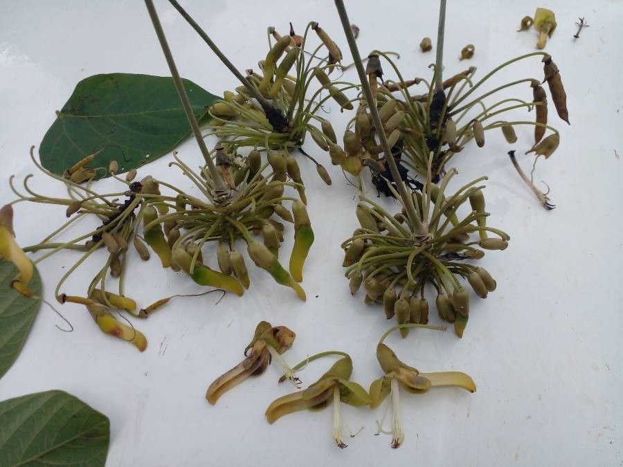 Mucuna holtonii flower
