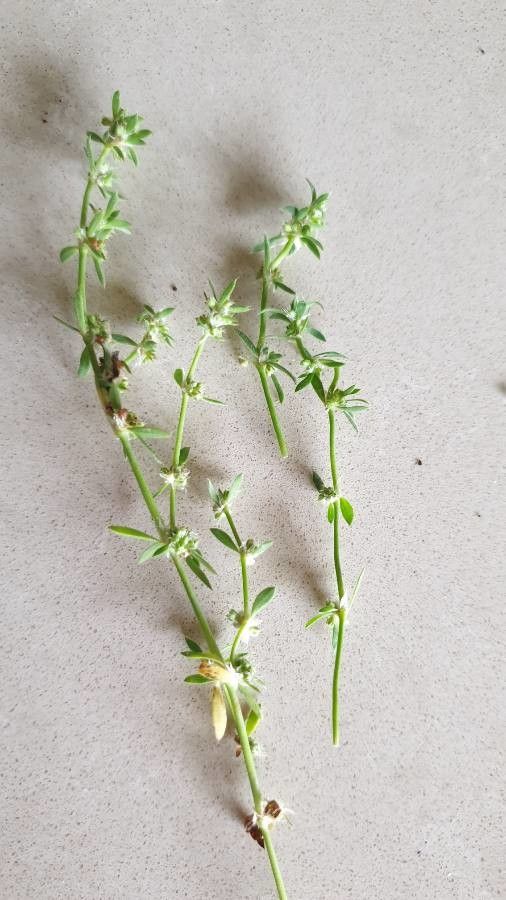 Spermacoce prostrata leaf