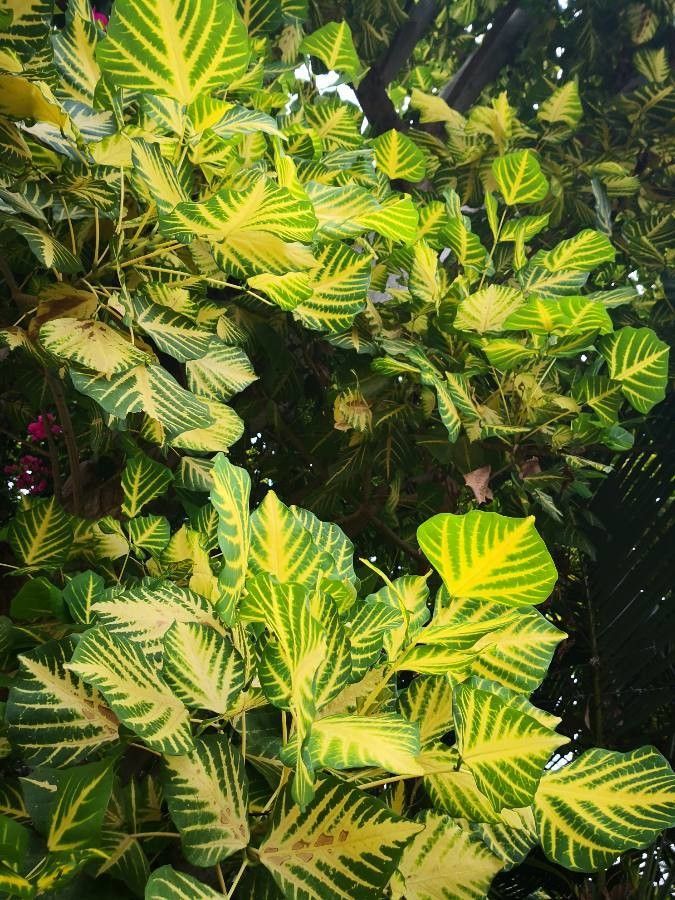 Erythrina variegata — search result for 'Fiji'