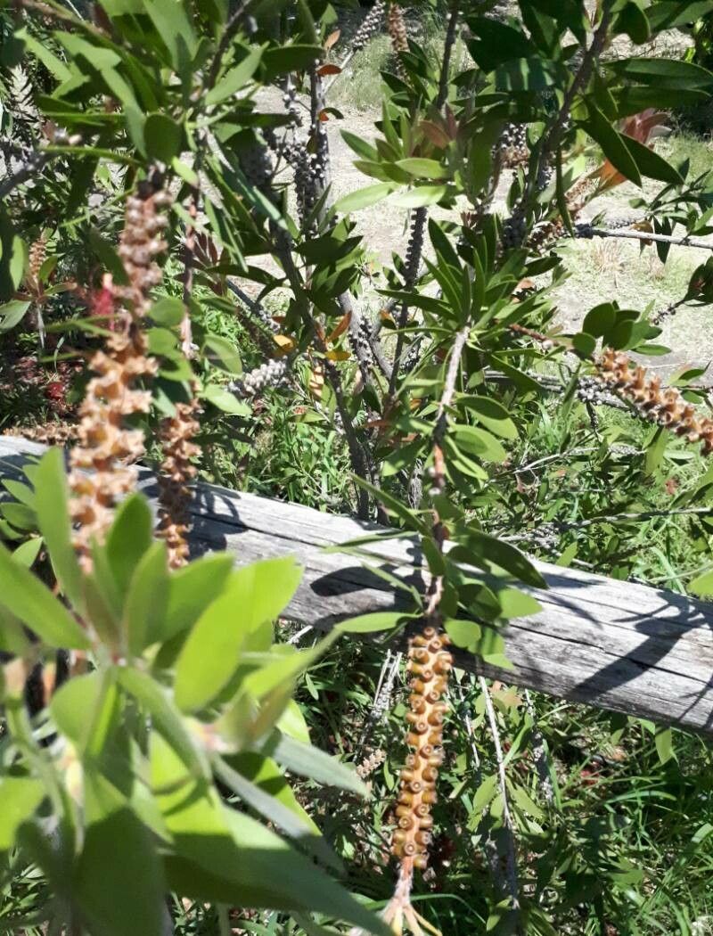 Melaleuca quinquenervia fruit