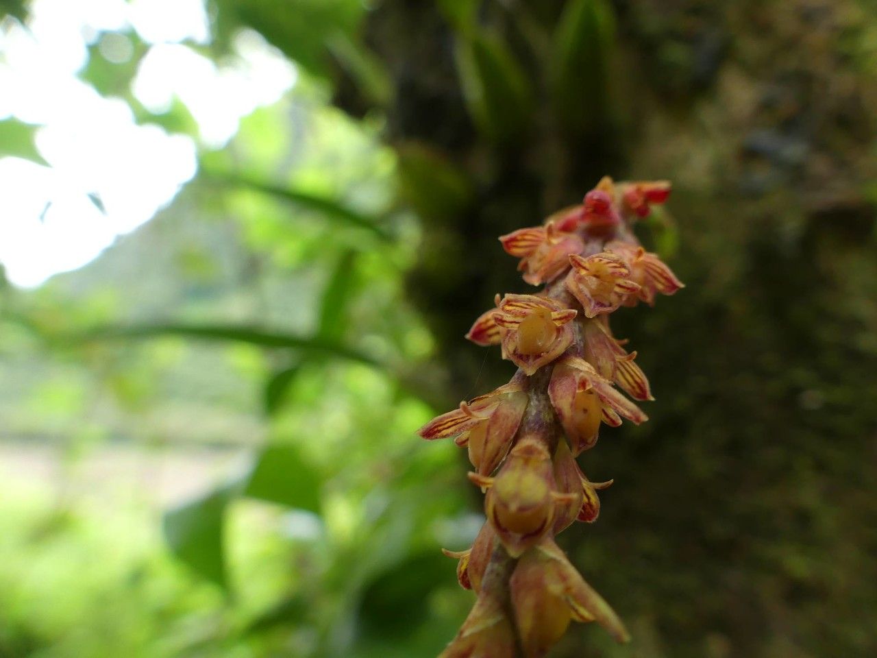 Bulbophyllum densum flower