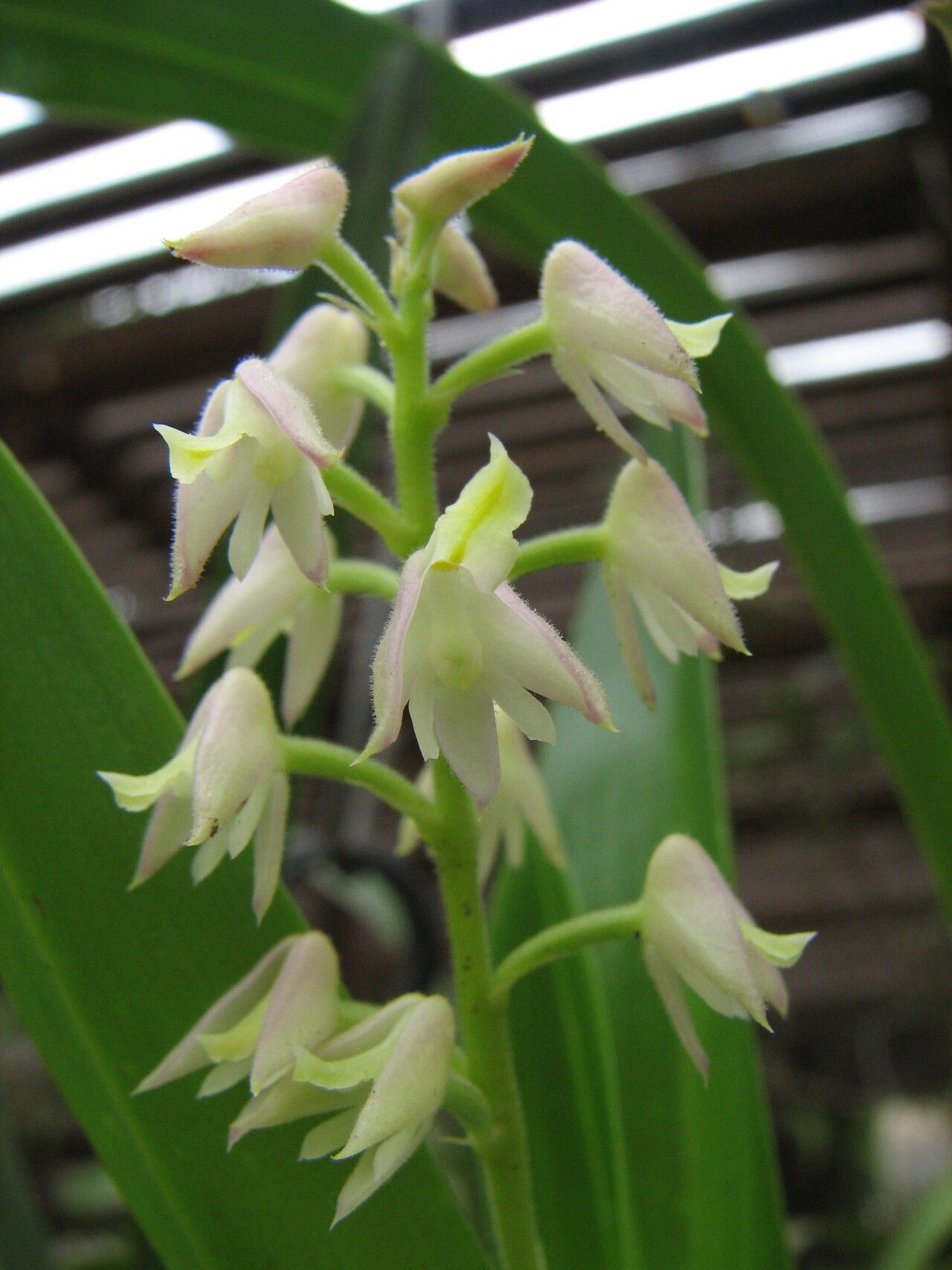 Polystachya dolichophylla — houseplant care guide