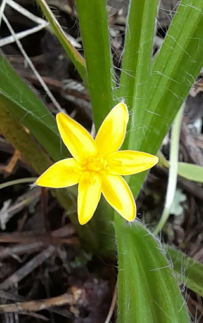 Hypoxis decumbens flower