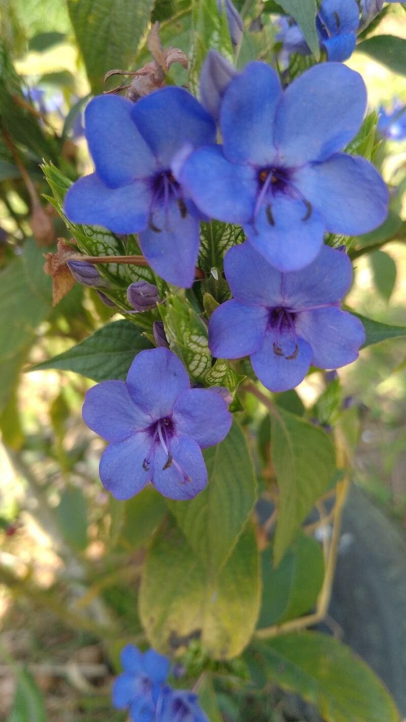 Eranthemum pulchellum flower