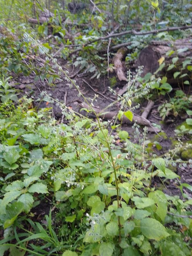Mitella diphylla leaf
