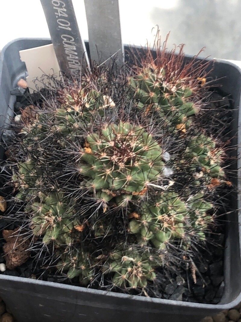 Coryphantha odorata — houseplant care guide