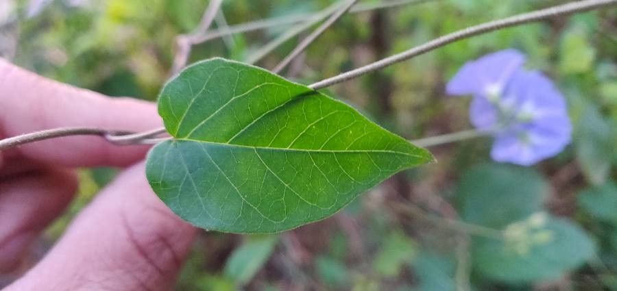Jacquemontia pentanthos leaf