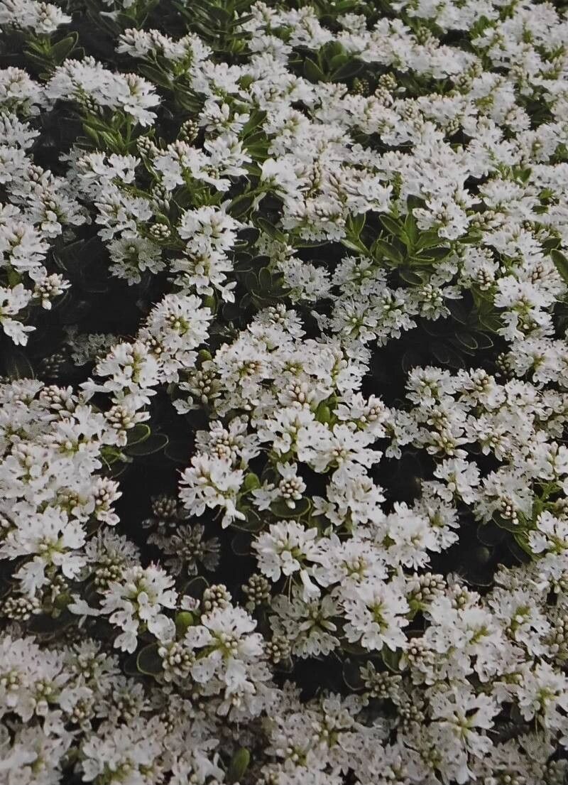 Veronica canterburiensis — houseplant care guide