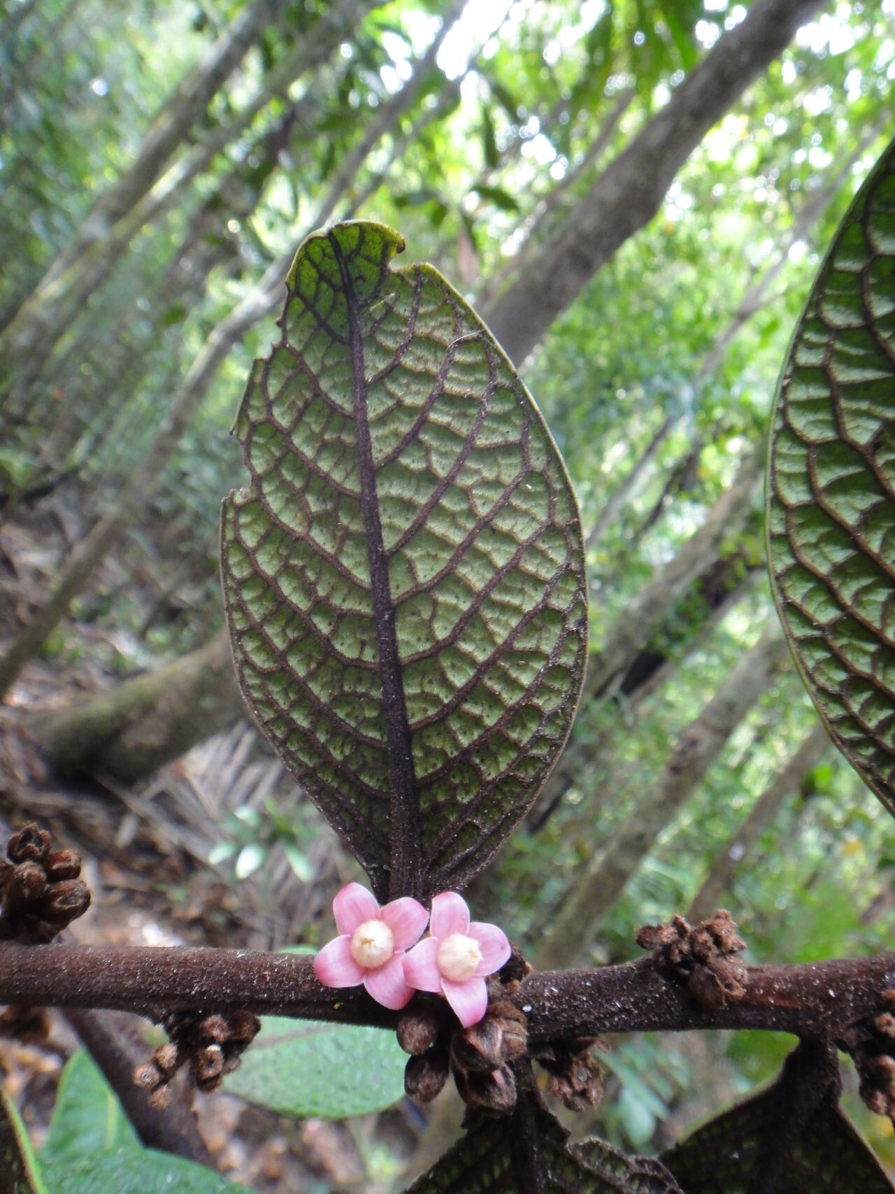 Diospyros brassica flower