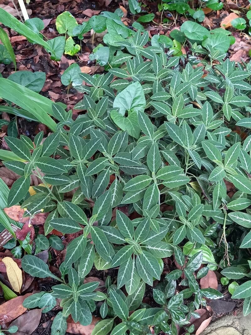 Ruellia devosiana habit