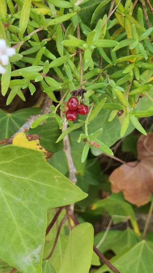 Putoria calabrica fruit