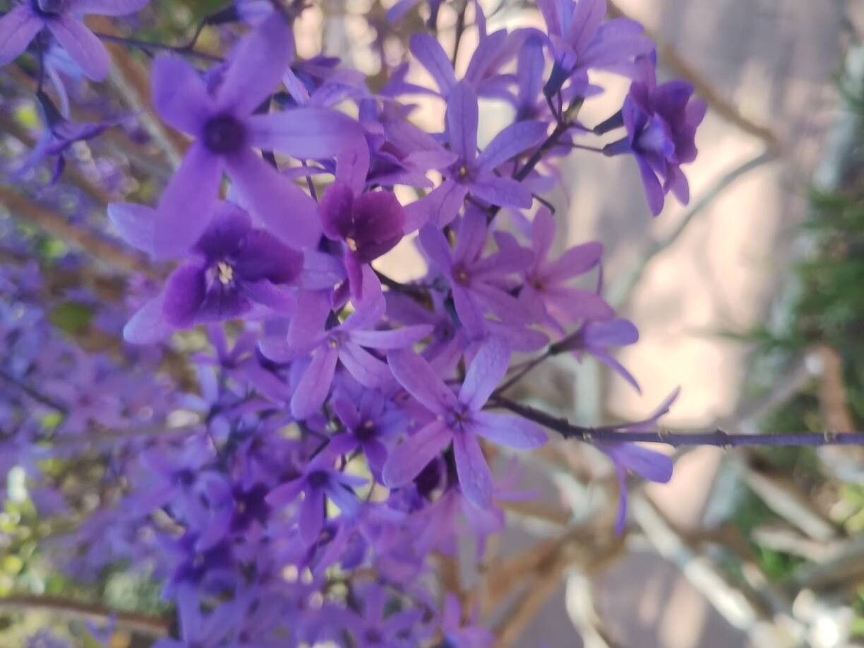 Petrea brevicalyx — related species from the same genus