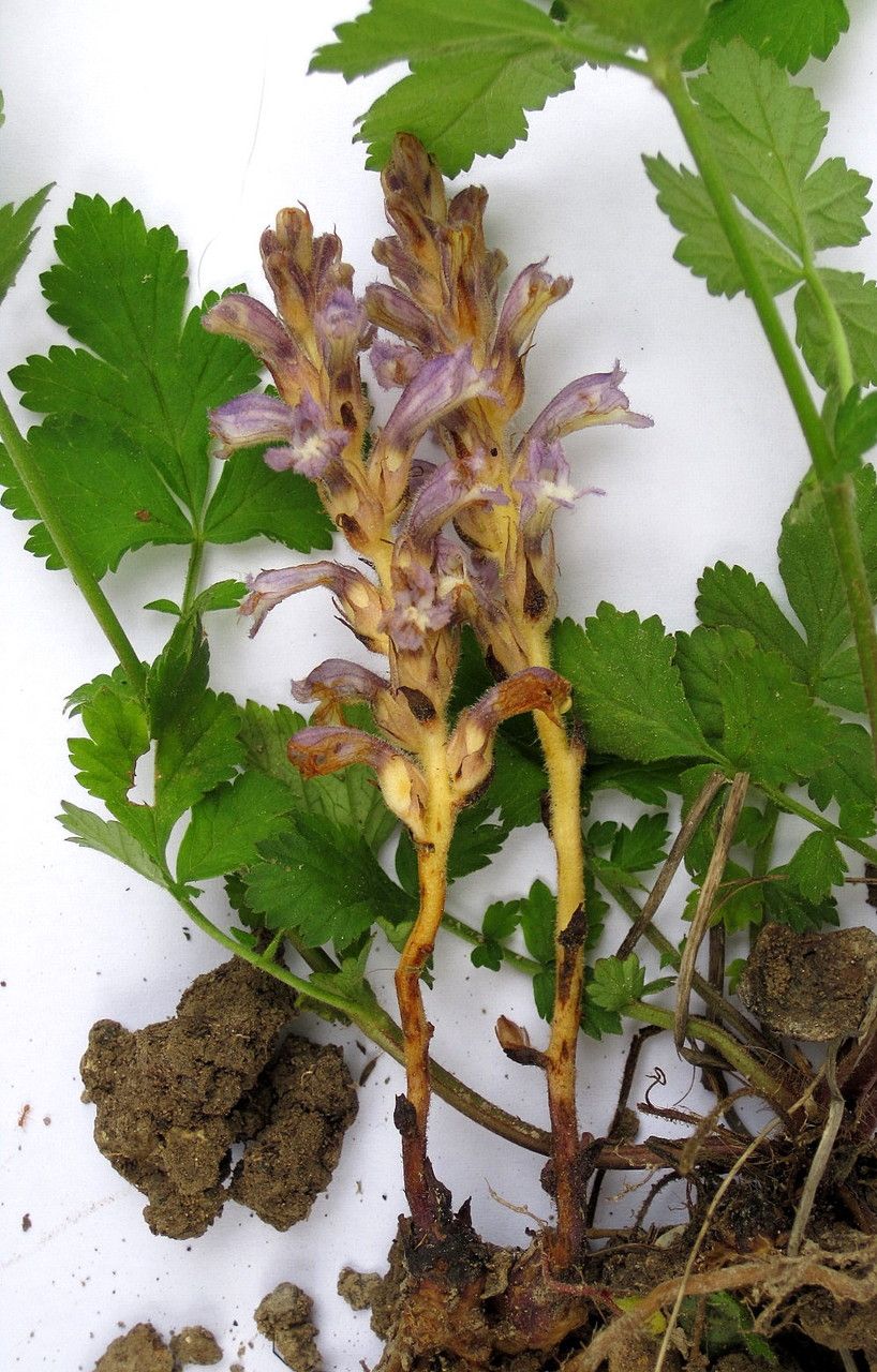 Phelipanche mutelii other